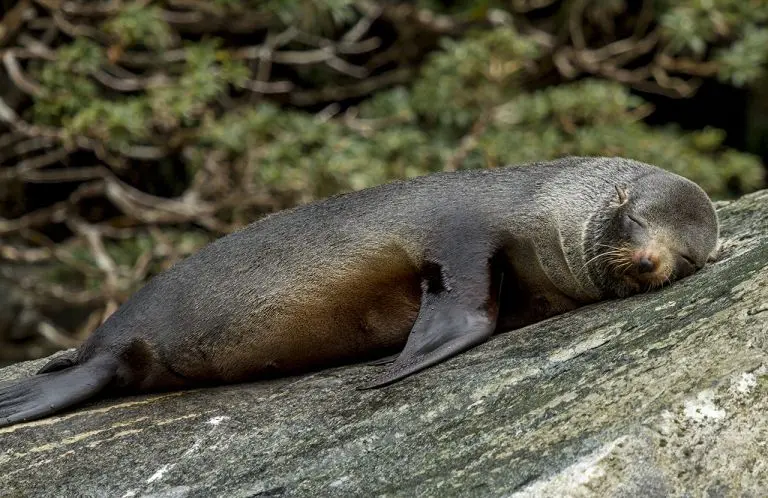 kekeno-new-zealand-fur-seal-rock-blog