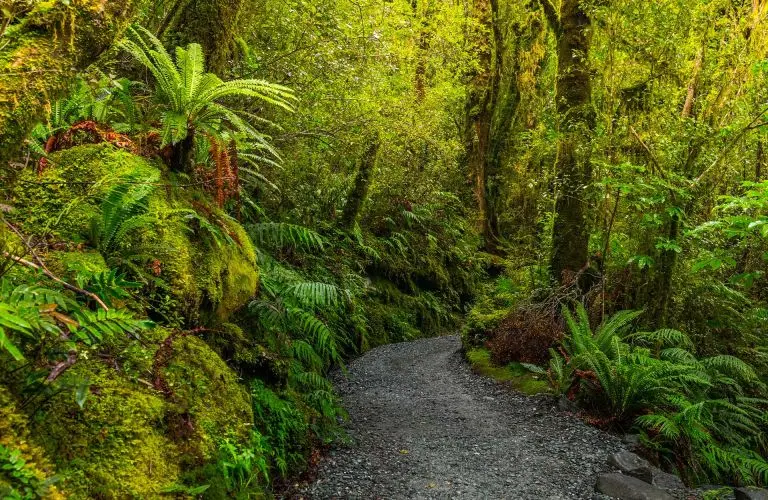 MILFORD-SOUND-LOOKOUT