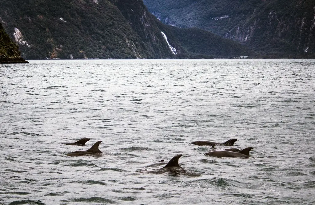 A pod of dolphins swimming in the water in Milford Sound during winter.